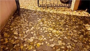 Balıkesir’de Sonbahar Manzaraları: Ağaçlar Yaprak Dökmeye Başladı