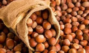 Türkiye’nin fındık ihracatında ilk sıra Almanya’nın – Birlik Haber Ajansı