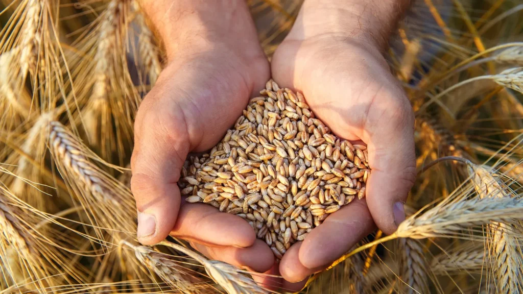 Ata tohumları şubat ayından itibaren Tarım Kredi marketlerinde satışa sunulacak – Birlik Haber Ajansı
