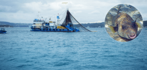 İstilacı balon balığı ile mücadele sürüyor – Birlik Haber Ajansı