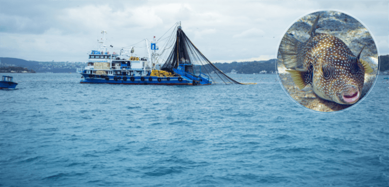 İstilacı balon balığı ile mücadele sürüyor – Birlik Haber Ajansı