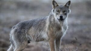 İsveç kurtlarla ilgili av kararı aldı! – Birlik Haber Ajansı