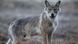 İsveç kurtlarla ilgili av kararı aldı! – Birlik Haber Ajansı