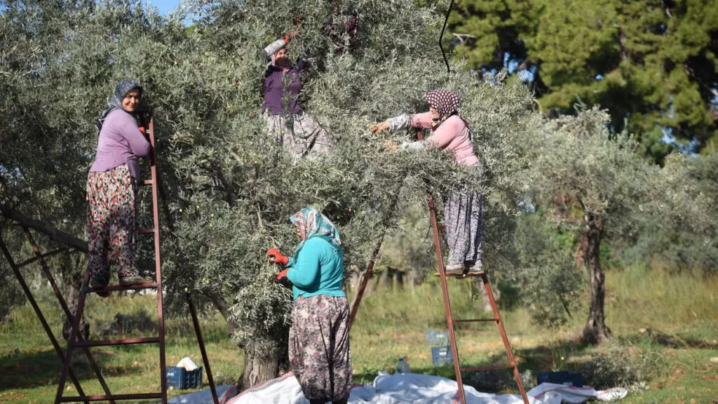 Zeytin ağacı kurak yazda strese girdi, yağ verimi düştü – Birlik Haber Ajansı