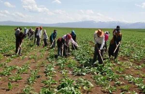 Mevsimlik tarım işçileri için 25 milyon lira kaynak ayrıldı – Birlik Haber Ajansı