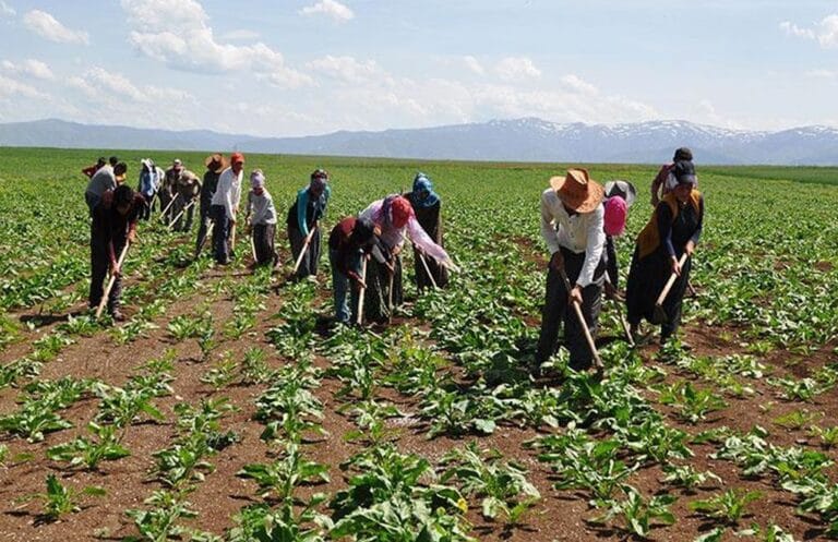 Mevsimlik tarım işçileri için 25 milyon lira kaynak ayrıldı – Birlik Haber Ajansı