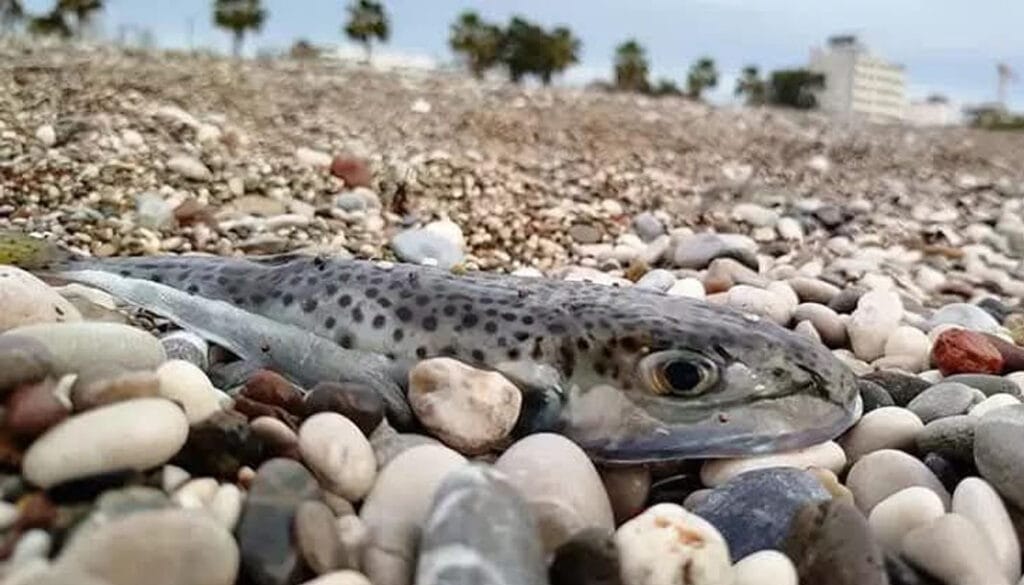 Antalya’da 5 yılda 88 bin 747 balon balığı avlandı – Birlik Haber Ajansı