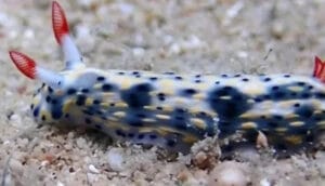 Antalya Körfezi’nde 15 yıl aradan sonra yeniden görüldü – Birlik Haber Ajansı