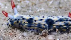 Antalya Körfezi’nde 15 yıl aradan sonra yeniden görüldü – Birlik Haber Ajansı