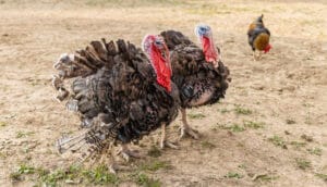 Isparta’da yılbaşı hindileri elde kaldı – Birlik Haber Ajansı