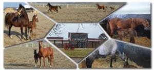 TİGEM 16 safkan Arap kısrağı satacak – Birlik Haber Ajansı