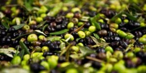 2024’te 60 milyon dolarlık zeytin ihraç edildi – Birlik Haber Ajansı