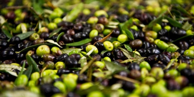 2024’te 60 milyon dolarlık zeytin ihraç edildi – Birlik Haber Ajansı