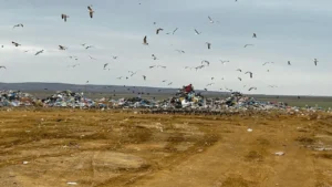 Ankara Büyükşehir Belediyesi’nin çevre ihlaline milyonluk ceza! – Birlik Haber Ajansı