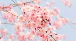 Cemre havaya düştü: Bahar yaklaşıyor! – Birlik Haber Ajansı