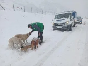 Canik’te sokak hayvanlarına kış desteği – Birlik Haber Ajansı