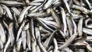 Kar düştü: Hamsi balıkçıların yüzünü güldürdü – Birlik Haber Ajansı