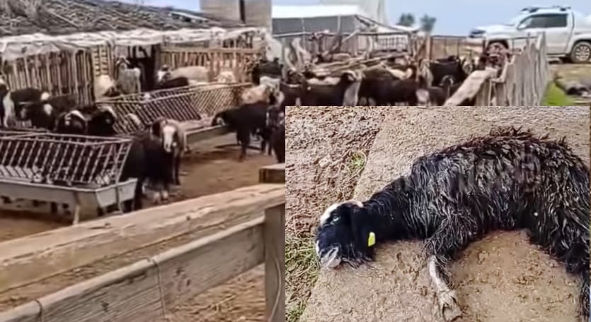 Manavgat’ta sokak köpeklerinin ağıla girmesiyle çok sayıda keçi telef oldu – Birlik Haber Ajansı