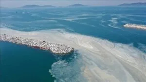 Marmara Denizi kirliliğine “Yüzer bitki adaları” çözümü – Birlik Haber Ajansı