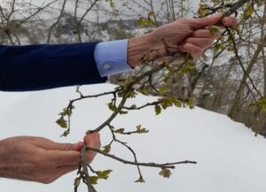 Kar nedeniyle fındıkta don alarmı! – Birlik Haber Ajansı