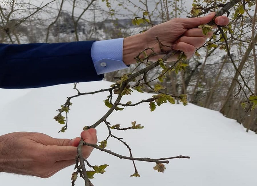 Kar nedeniyle fındıkta don alarmı! – Birlik Haber Ajansı