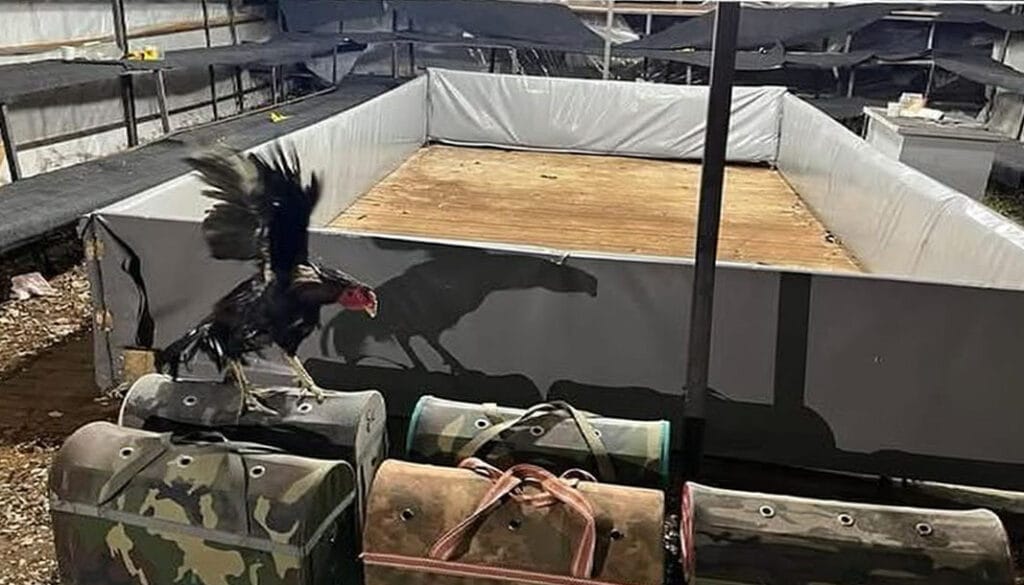 Antalya’da horoz dövüşüne 129 bin lira ceza: 14 kişiye yüklü yaptırım – Birlik Haber Ajansı