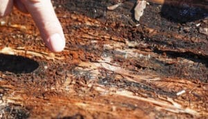 Antalya’nın ormanları tehlike altında: Bu böcekler 15 gün içinde ağacı kurutuyor – Birlik Haber Ajansı