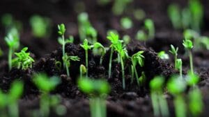 Kent Peyzajları için, Doğal Bitki Rehberi Hazırlanıyor – Birlik Haber Ajansı