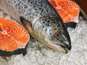 Norveç’te kayıp somon krizi: Bulana ödül verilecek – Birlik Haber Ajansı