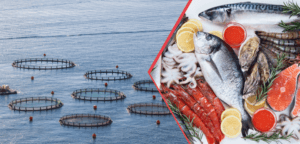 Su Ürünleri İhracatında Rekor – Birlik Haber Ajansı