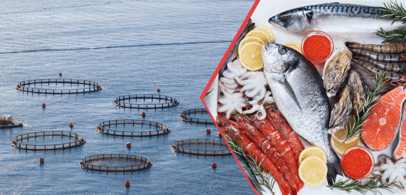 Su Ürünleri İhracatında Rekor – Birlik Haber Ajansı