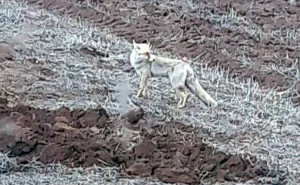 Tilkiler, tarlada çift süren çiftçinin yanına kadar geldi – Birlik Haber Ajansı