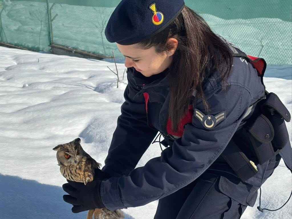 Artvin’de yaralı bulunan baykuş tedavi edilerek doğaya salındı – Birlik Haber Ajansı