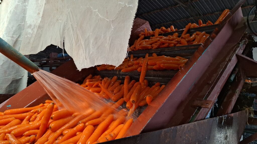 Beypazarı, türkiye havuç üretiminin % 50 sini karşılıyor – Birlik Haber Ajansı