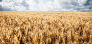 2 milyar 789 milyon liralık destekleme ödemesi, çiftçilerin hesaplarına aktarıldı – Birlik Haber Ajansı