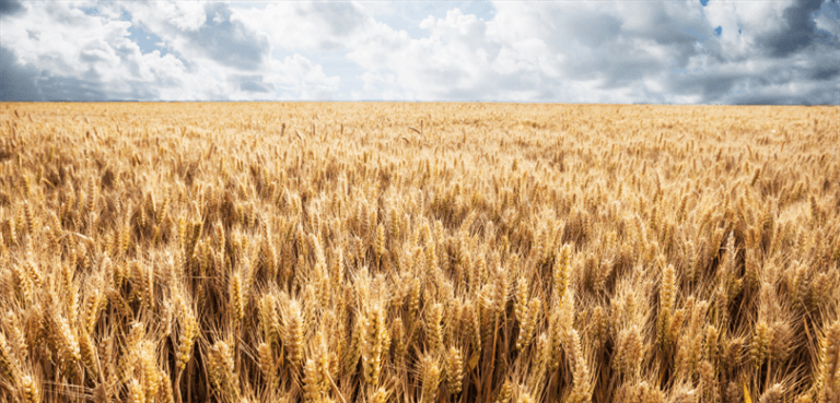 2 milyar 789 milyon liralık destekleme ödemesi, çiftçilerin hesaplarına aktarıldı – Birlik Haber Ajansı