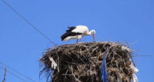 Burdur Yarıköy’de leylekler baharı müjdeliyor – Birlik Haber Ajansı