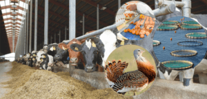 Tarım Bakanlığından, 188 Milyon Avro Tarımsal Hibe Desteği Verilecek – Birlik Haber Ajansı