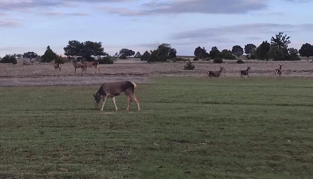 Salda Gölü’nde “Kızıl Geyikler” yeni hayatlarına alışıyor – Birlik Haber Ajansı