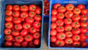 Antalya halinde şubat ayında dikkat çeken fiyat ve miktar değişimleri – Birlik Haber Ajansı