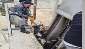 Burdur’da vicdansızlık! Kanalizasyona ölü buzağı atıldı – Birlik Haber Ajansı