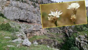 Antalya’nın Akseki ilçesinde yeni bir endemik bitki türü keşfedildi – Birlik Haber Ajansı