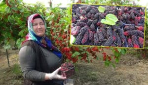 Mersin Silifke’nin karadutu dünya pazarında! – Birlik Haber Ajansı