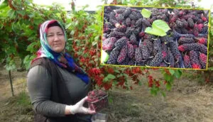 Mersin Silifke’nin karadutu dünya pazarında! – Birlik Haber Ajansı