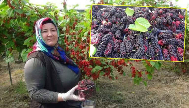 Mersin Silifke’nin karadutu dünya pazarında! – Birlik Haber Ajansı