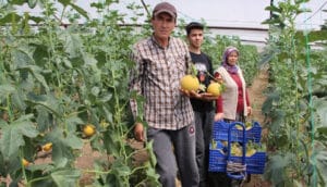 Kumluca’da örtü altı kavun mucizesi – Birlik Haber Ajansı