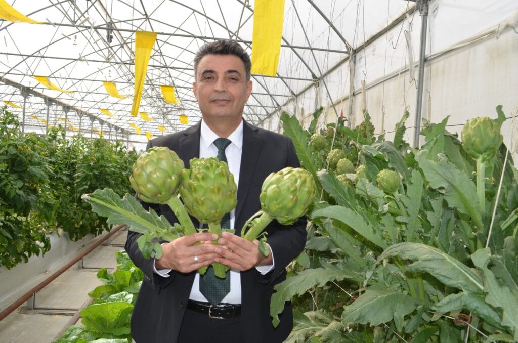 Kocaeli’de, Türkiye tarım tarihinde enginar ilk kez topraksız tarımla yetişti – Birlik Haber Ajansı