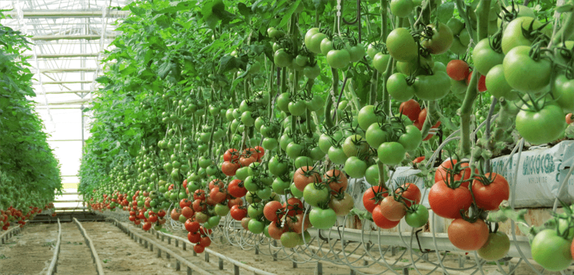 Yozgat’a Jeotermal Kaynaklı Sera Organize Tarım Bölgesi Müjdesi – Birlik Haber Ajansı