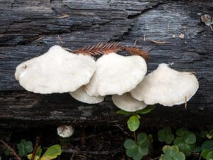 Acının sınırı: En acı madde artık biliniyor! – Birlik Haber Ajansı