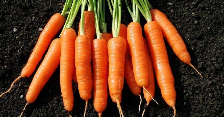 Beypazarı, verimli topraklarıyla Türkiye’nin en kaliteli havuçlarını yetiştiriyor! – Birlik Haber Ajansı